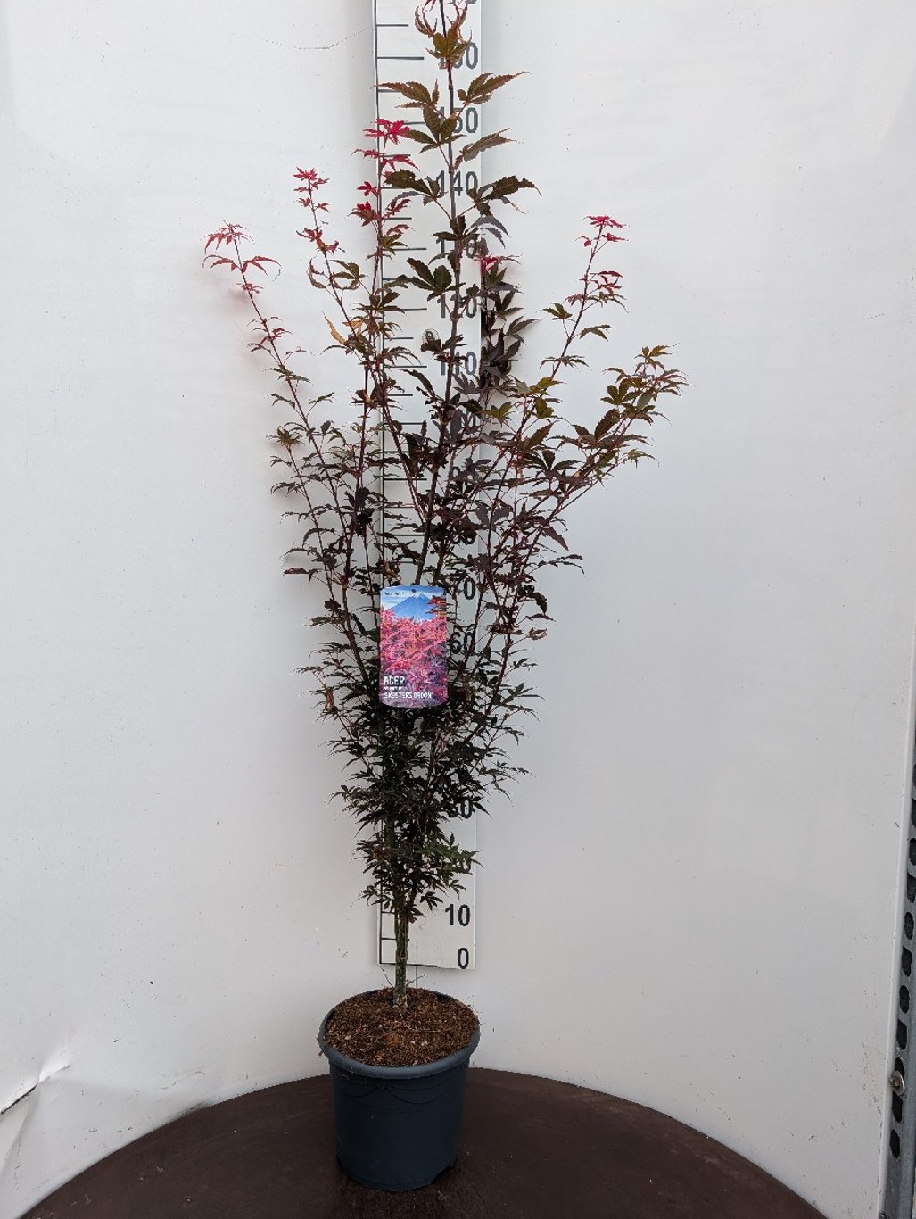 Acer pal. 'Skeeter's Broom' - C7.5 60-80 CM